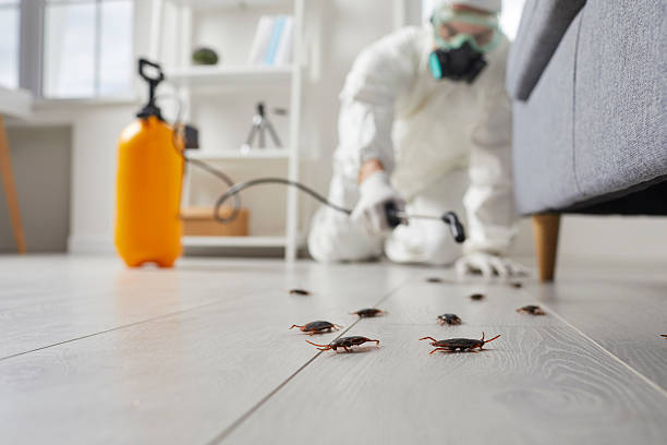 Commercial Kitchen Cockroach Control in Lodi